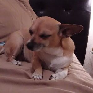 Meet your Posher, Ramona